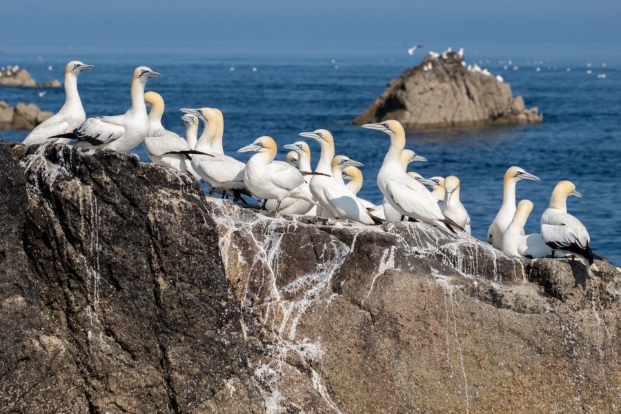 Fous de Bassan sur Roizic. Remi Deleplanque - Shutterstock.com