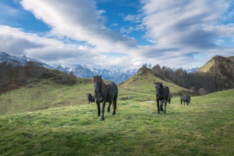 Chevaux de Mérens. Marc Andreu - stock.adobe.com