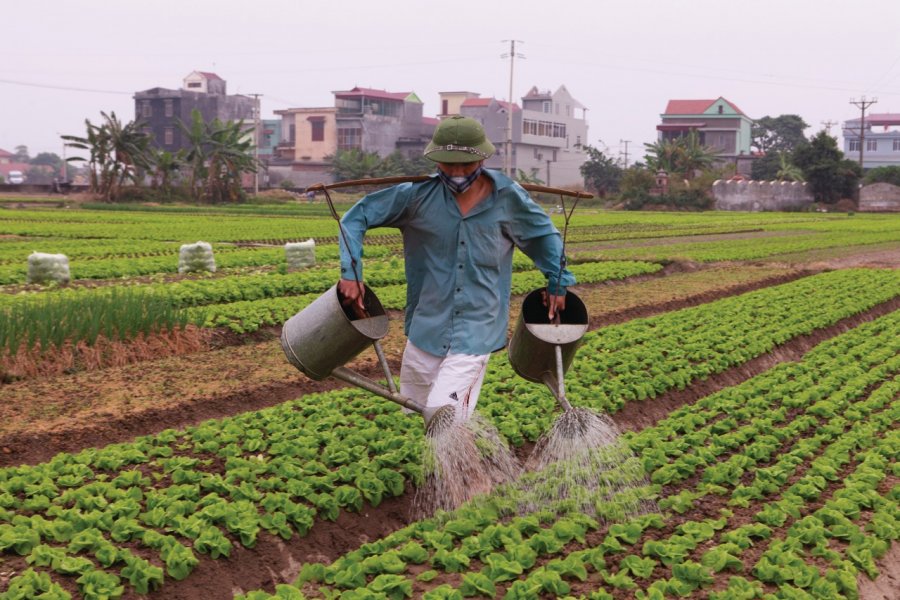 Ferme cultivant des salades. Philippe GUERSAN - Author's Image