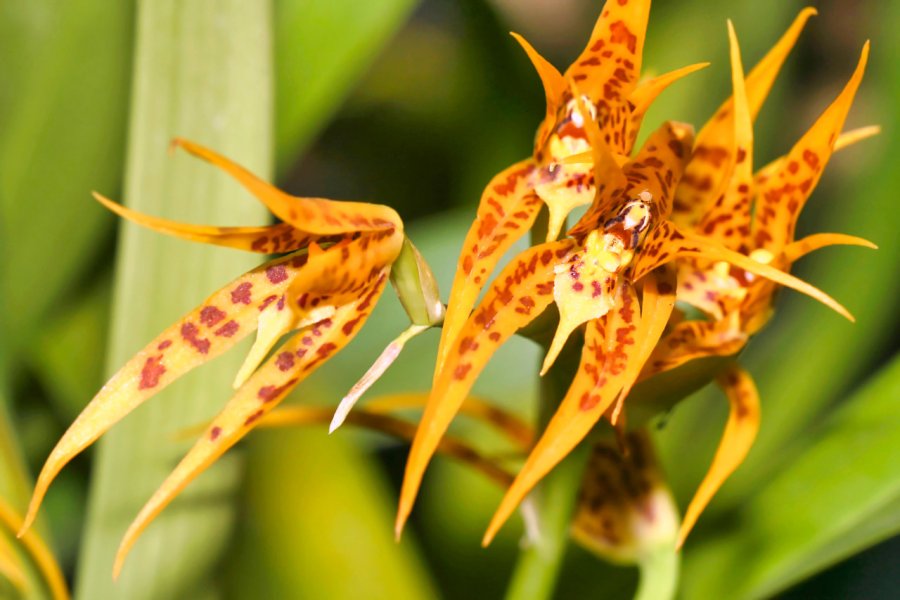 L'Amazonie compte un grand nombre d'espèces d'orchidées. Al Carrera- Shutterstock.com