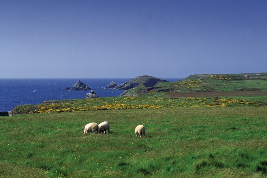 Moutons sur l'île d'Ouessant PHOVOIR