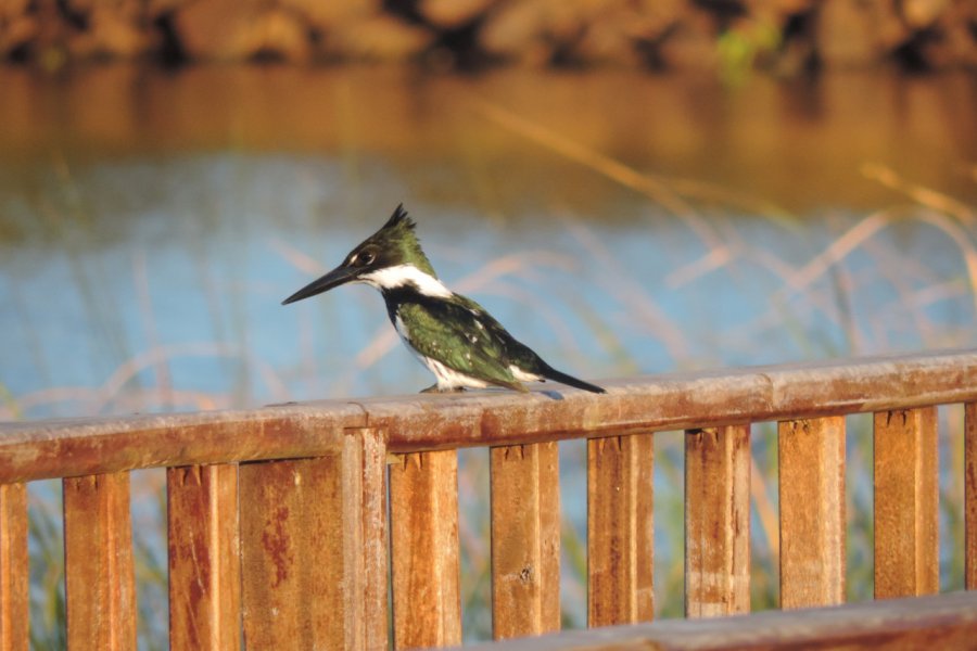 Observation des oiseaux. Ugo GABERT