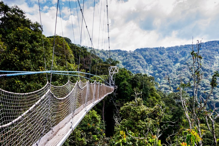 Parc national de Nyungwe. Tetyana Dotsenko - Shutterstock.com