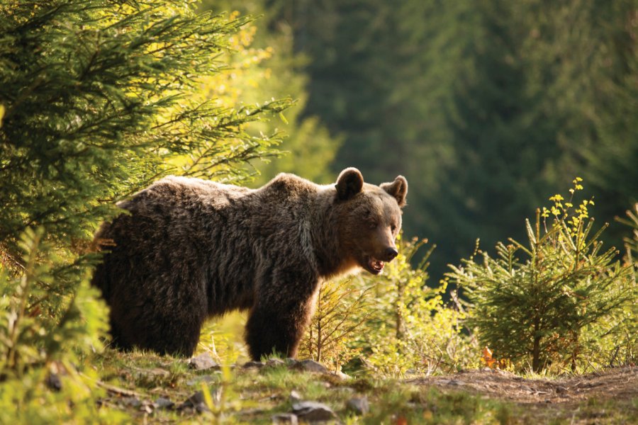 Ours dans les montagnes de Mala Fatra. scigelova - iStockphoto.com