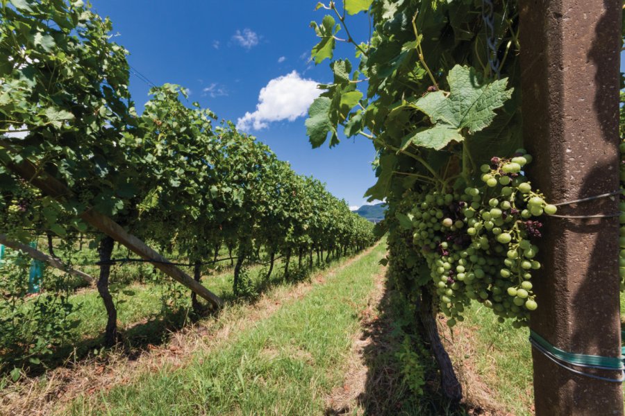 Vignoble dans les alentours de Bozen. Matthia - iStockphoto.com