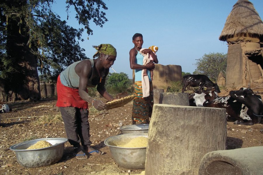 Femme tamberma séparant les graines de néré de leur pulpe jaune, les graines comme la poudre sont utilisées en cuisine. Talatah FAVREAU