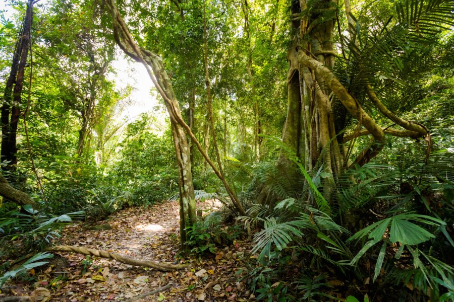 Khao Phanom Bencha national park. Anna Ewa Bieniek - Shutterstock.com