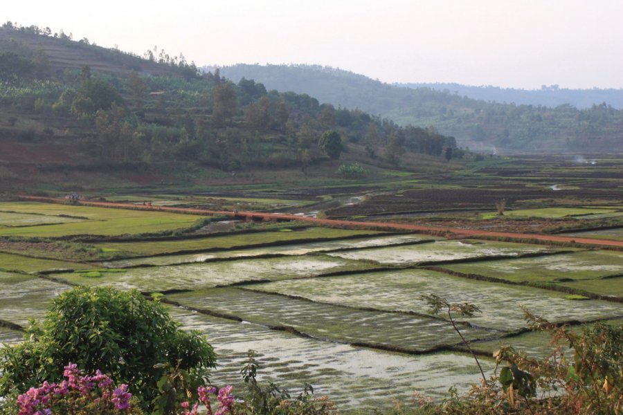 Marais cultivés vers Muyinga. Pierre DUMONT