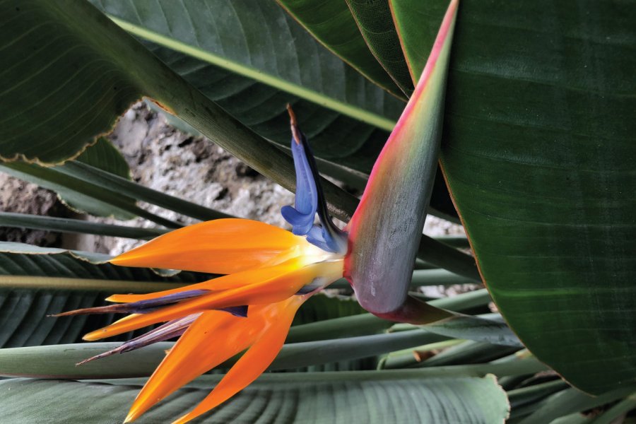 Oiseau du paradis (Strelitzia raginae). Ludovic DE SOUSA