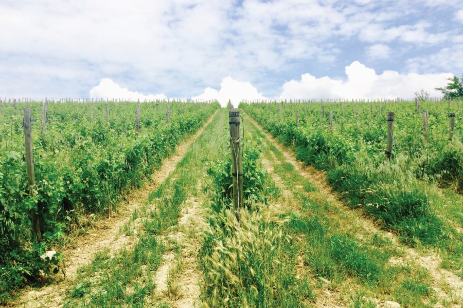 Panorama sur le vignoble en traversant la campagne de Gaiole in Chianti. Muriel PARENT