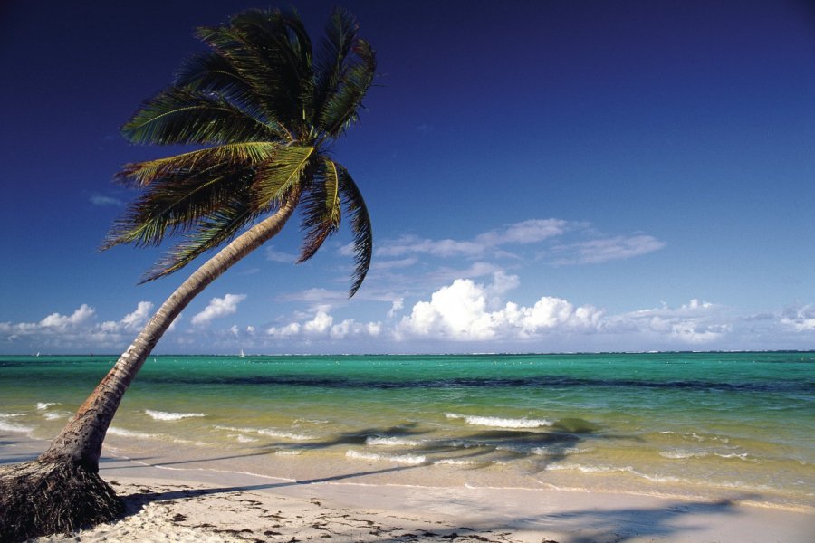 Playa Bavaro, longue plage bordée de cocotiers. Author's Image