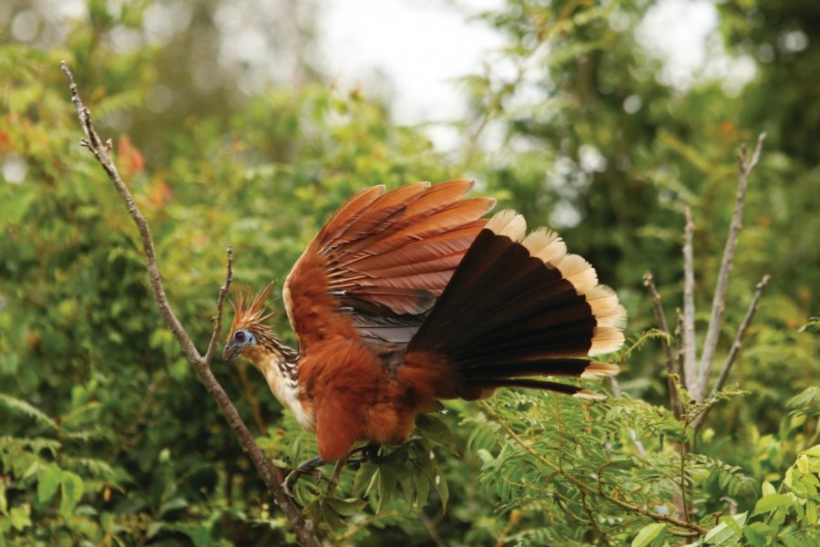 Le Serere, véritable emblème de la pampa de Rurrenabaque. Arnaud BONNEFOY