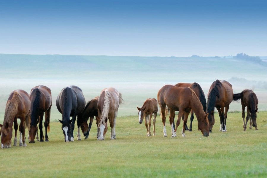 Chevaux paissant paisiblement dans la steppe khakasse. Khakassia Tourist Information Centre