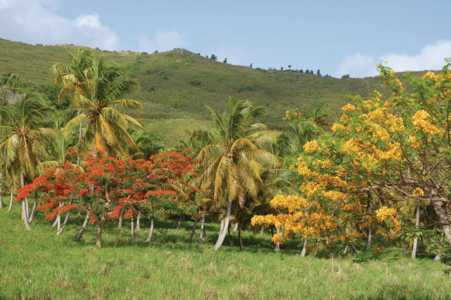 Flambloyant au Colombier. Office de Tourisme de Saint-Martin - Claude CAVALERA