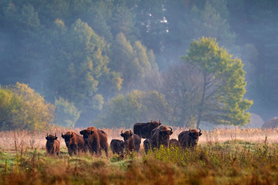 Parc National De Białowieża