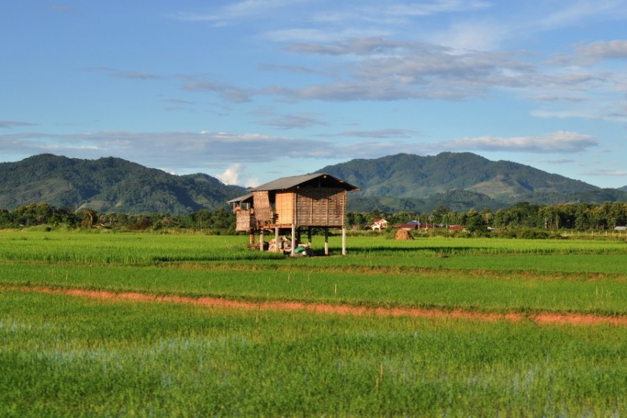 Champs de riz à Luang Namtha. bonga1965 - Shutterstock.com