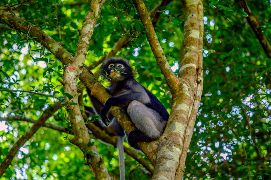 Semnopithèque obscur à Kaeng Krachan National Park. BAUSRIYOSTHIYA - Shutterstock.com