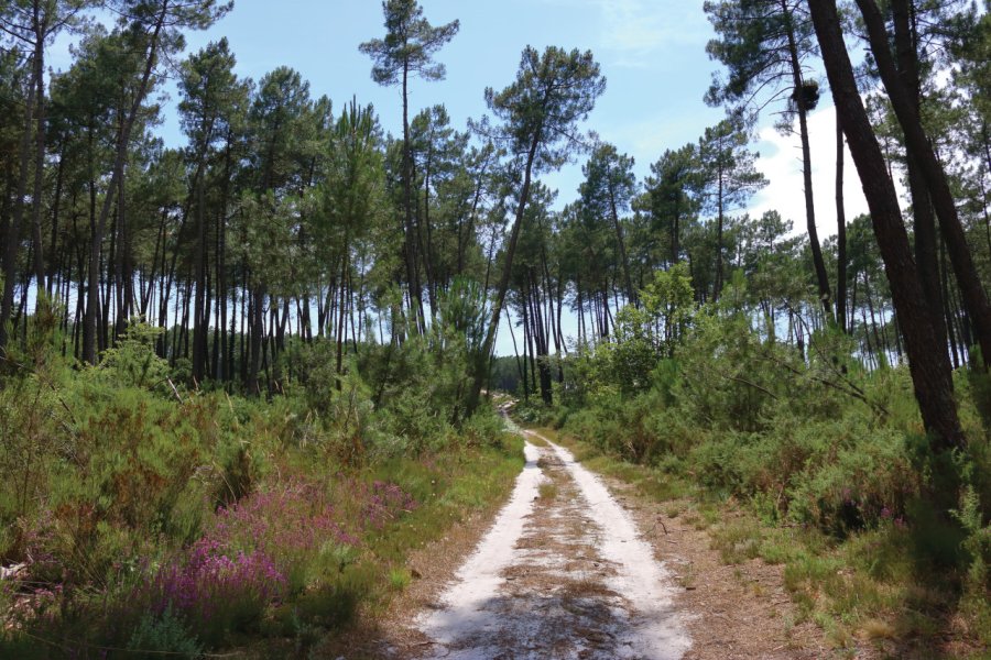 Forêt des Landes vers Caubeyres. ADRT47