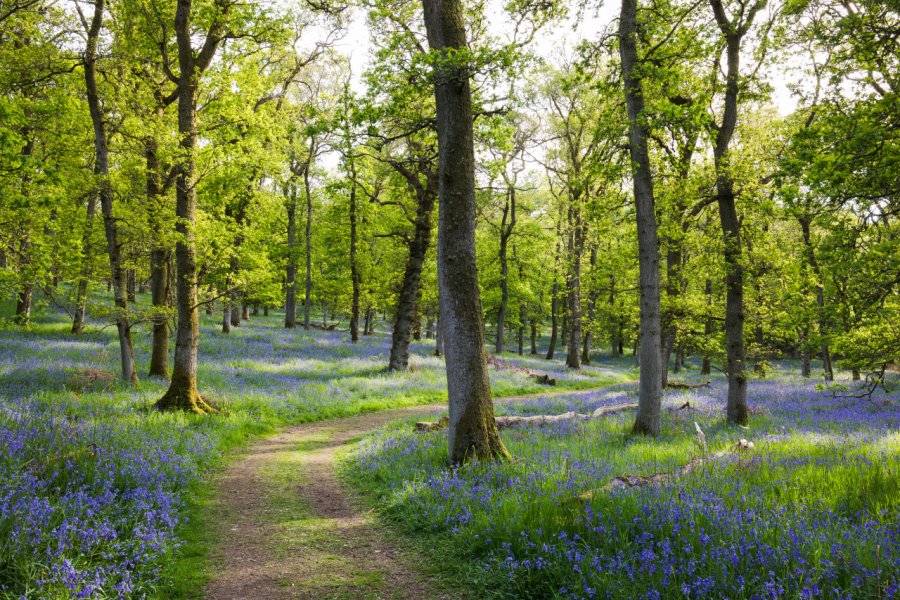 Jacinthes des bois dans la forêt de Kinclaven, dans le Perthshire. Dale Kelly - Shutterstock.com