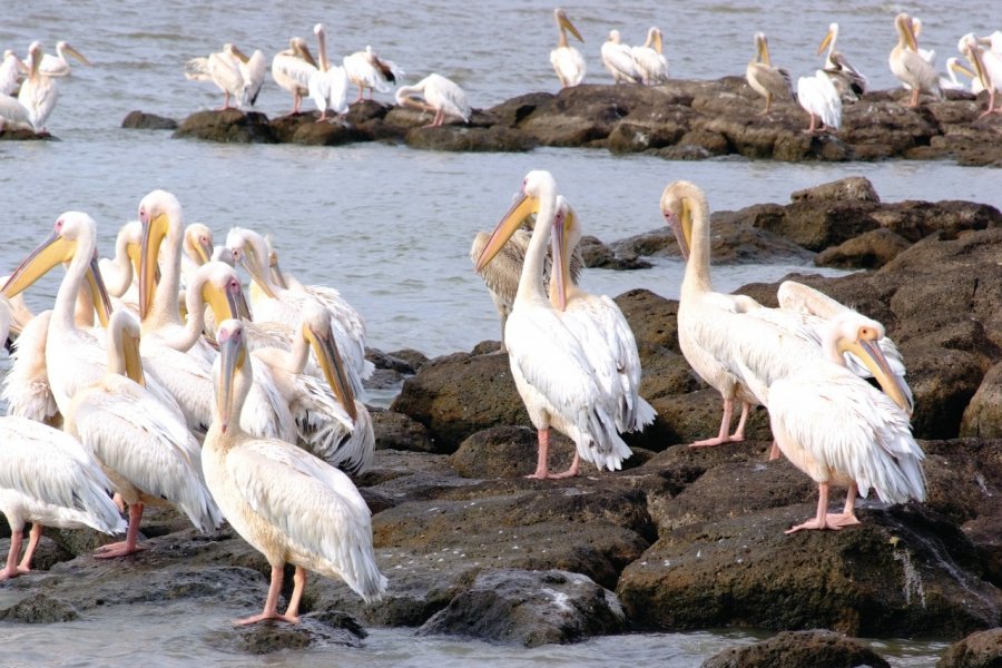 Les pélicans du lac Tana à Bahar Dar. TRINITY