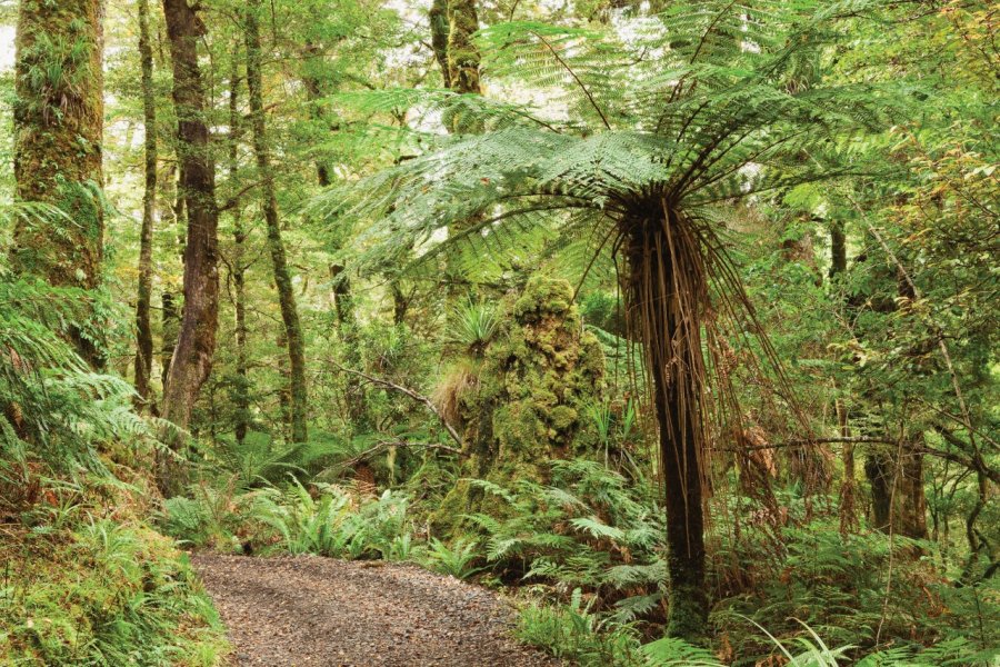 Te Urewera National Park. Antonel - iStockphoto