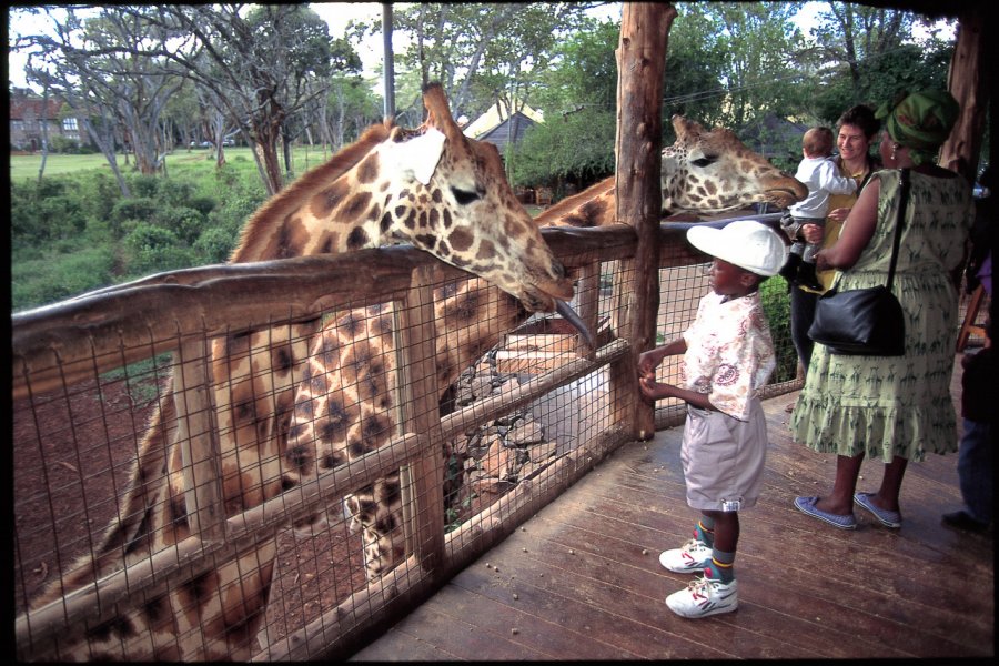 Au Giraffe Center de Nairobi Kenya Tourist Board