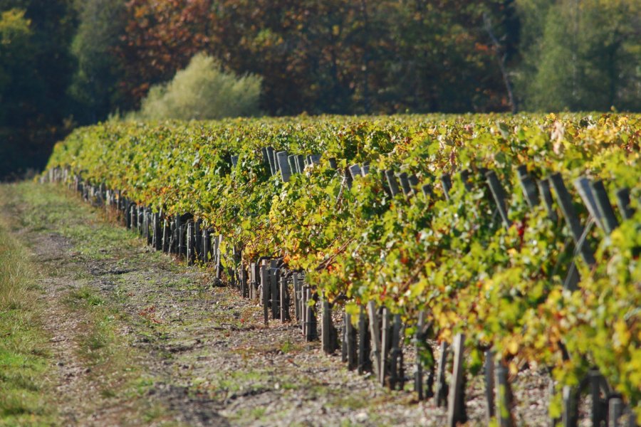 Vignobles aux alentours de Léognan. Pascal Moulin   - stock.adobe.com