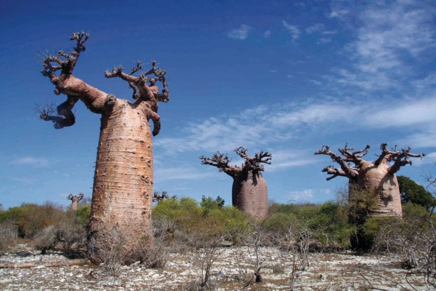 Baobab près d'Andavadoaka Arnaud BONNEFOY