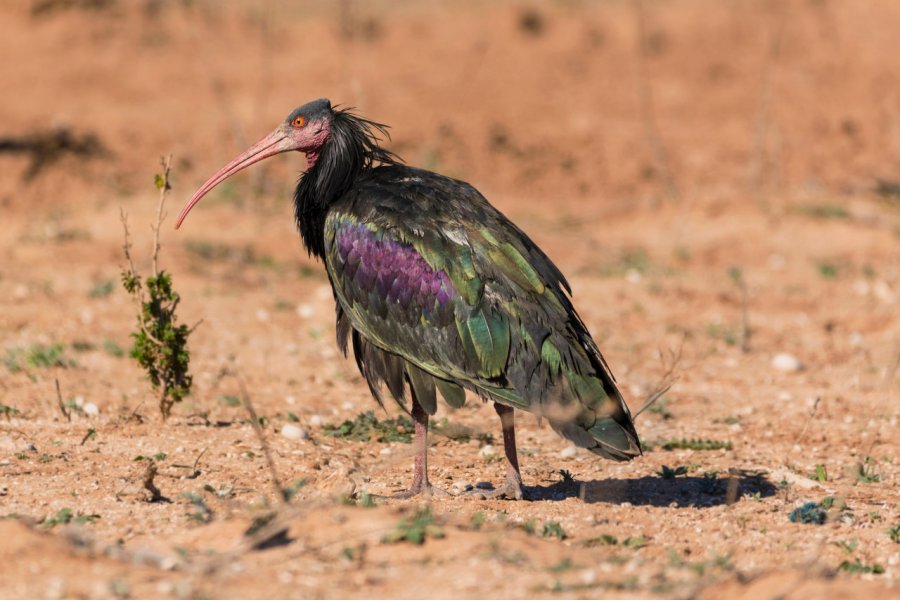 Ibis chauve du parc national de Souss Massa. Krasnova Ekaterina - Shutterstock.com