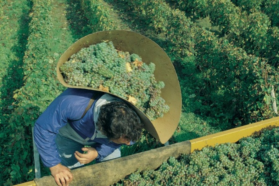 Scène de vendanges dans le vignoble de Vouvray (© MARC JAUNEAUD - ICONOTEC))