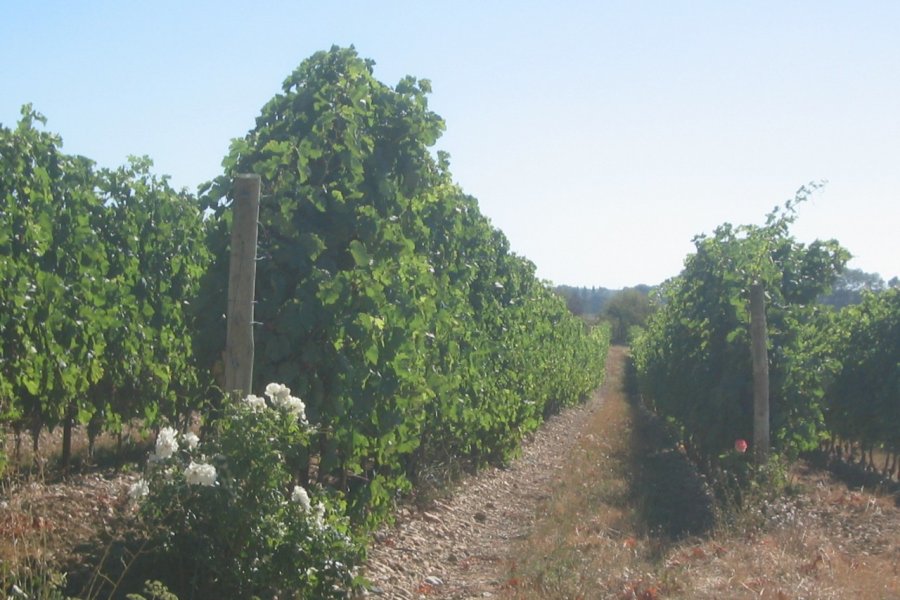 Château Auzias (les vignes du VDR cité de Carcassonne) Dominique Auzias