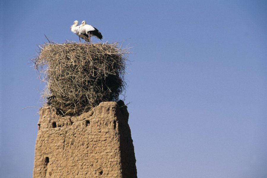 Cigogne sur ksar en pisé. Atamu RAHI - Iconotec