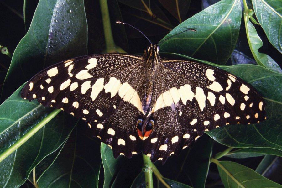 Le sanctuaire des Papillons se trouve au coeur de la forêt vierge de Bobiri. Ghana Tourist Board