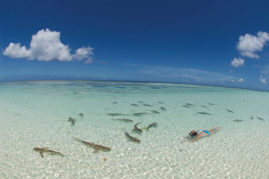 Baignade parmi les requins, île d'Aldabra. Rainer von Brandis - iStockphoto