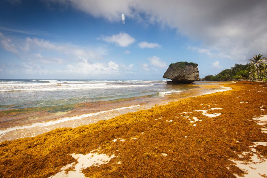 Plage de Bathsheba envahie par la sargasse. Hemant Buch - Shutterstock.Com