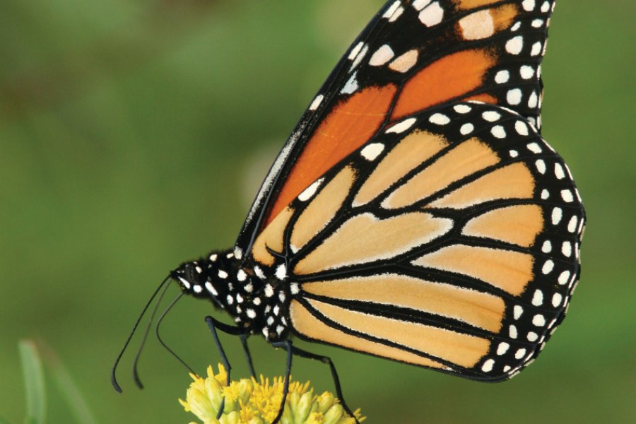 Papillon monarque. (© Brian LASENBY - Fotolia))