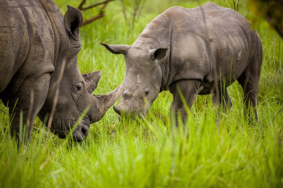 Rhinocéros dans le sanctuaire de Ziwa. Radek Borovka - Shutterstock.com