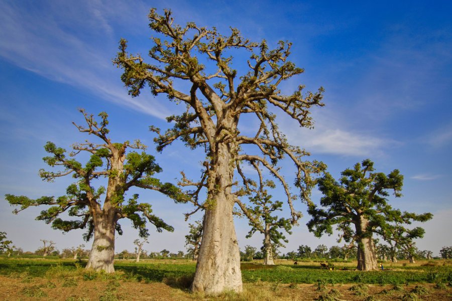 Le baobab, emblème du Sénégal. Imagine Stock - stock.adobe.com