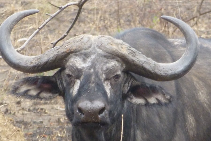 Près de 2500 buffles peuplent l'Akagera. François JANNE DOTHEE