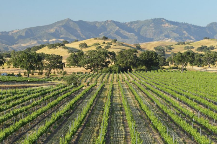 Vignoble de Santa Ynez. Compassandcamera - iStockphoto