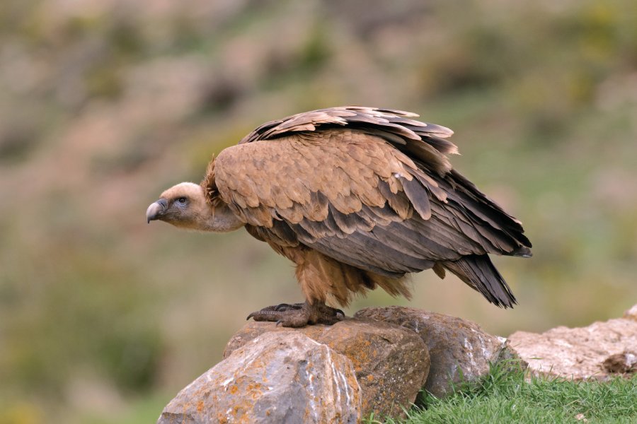 Vautour fauve. Michel VIARD - iStockphoto.com