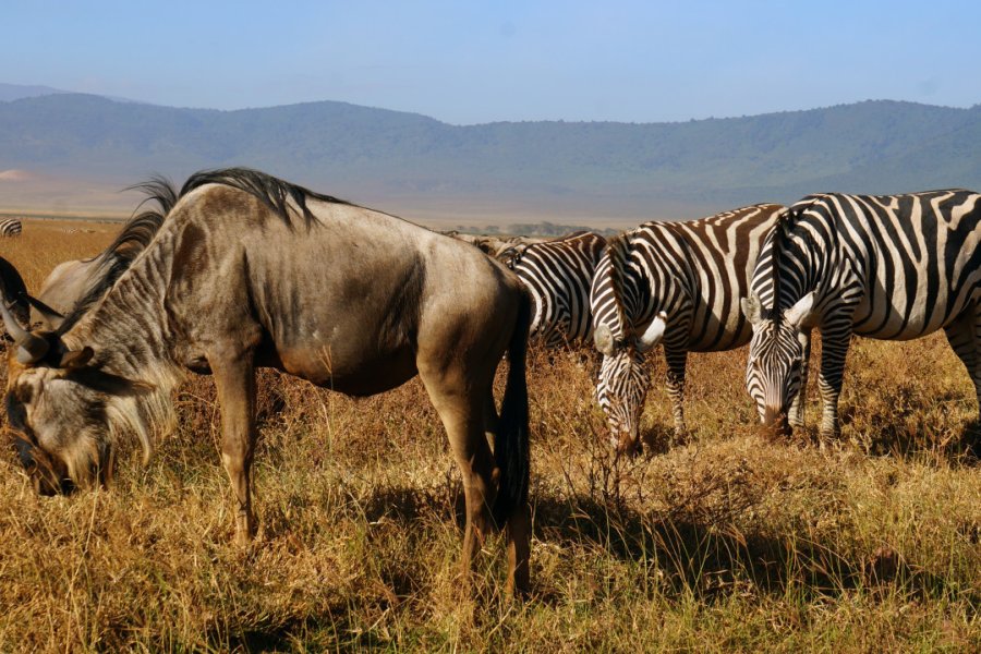 Ngorongoro Conservation Area. - ©Trazos sobre Papel / Shutterstock.com