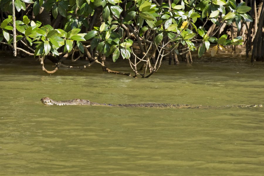 Crocodile estuarien dans le Parc national de Similajau Wright Out There - Shutterstock.com
