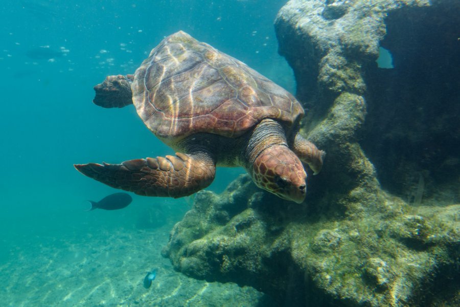 Les tortues marines, protégées par le centre Kélonia. shutterstock - BrunoK1