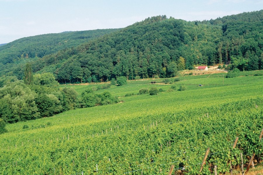 Vignoble d'Itterswiller. (© Irène ALASTRUEY - Author's Image))