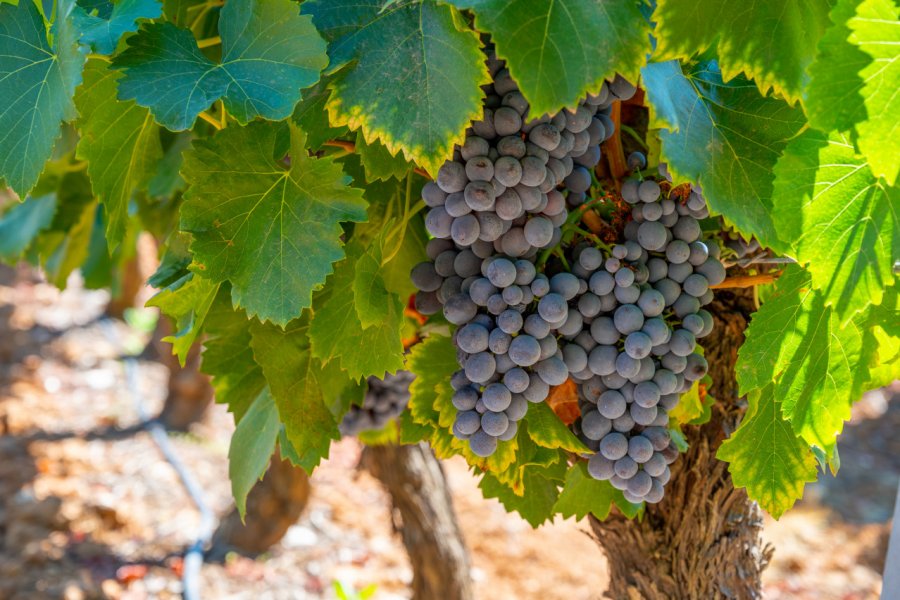 Vignoble AOC Luberon. barmalini - Shutterstock.Com