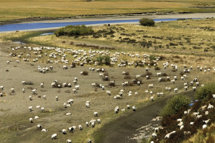 Troupeau de moutons du Hongyuan. Alamer - Iconotec