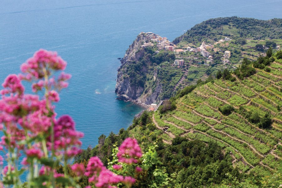 Vue aérienne de Corniglia. Azgek - iStockphoto