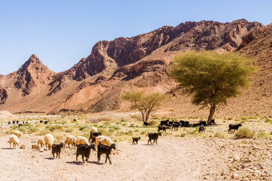 Paysage de l'Anti-Atlas, près de Tata. Laurens Hoddenbagh - Shutterstock.com