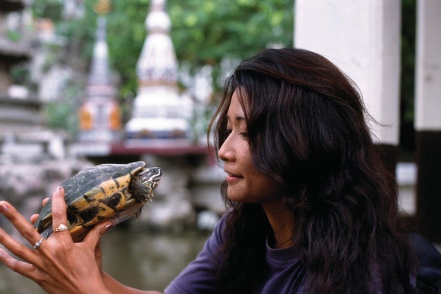 Wat Prayum - Sanctuaire aux tortues. Mickael David - Author's Image